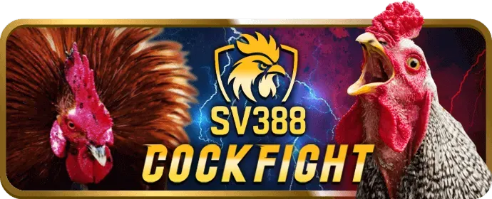 Cá cược bóng rổ vip666 win